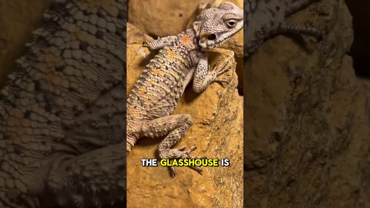 Craziest Reptile Exhibit Ever?!