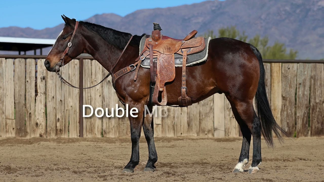 Double Money Dash- 2016 AQHA Bay Gelding