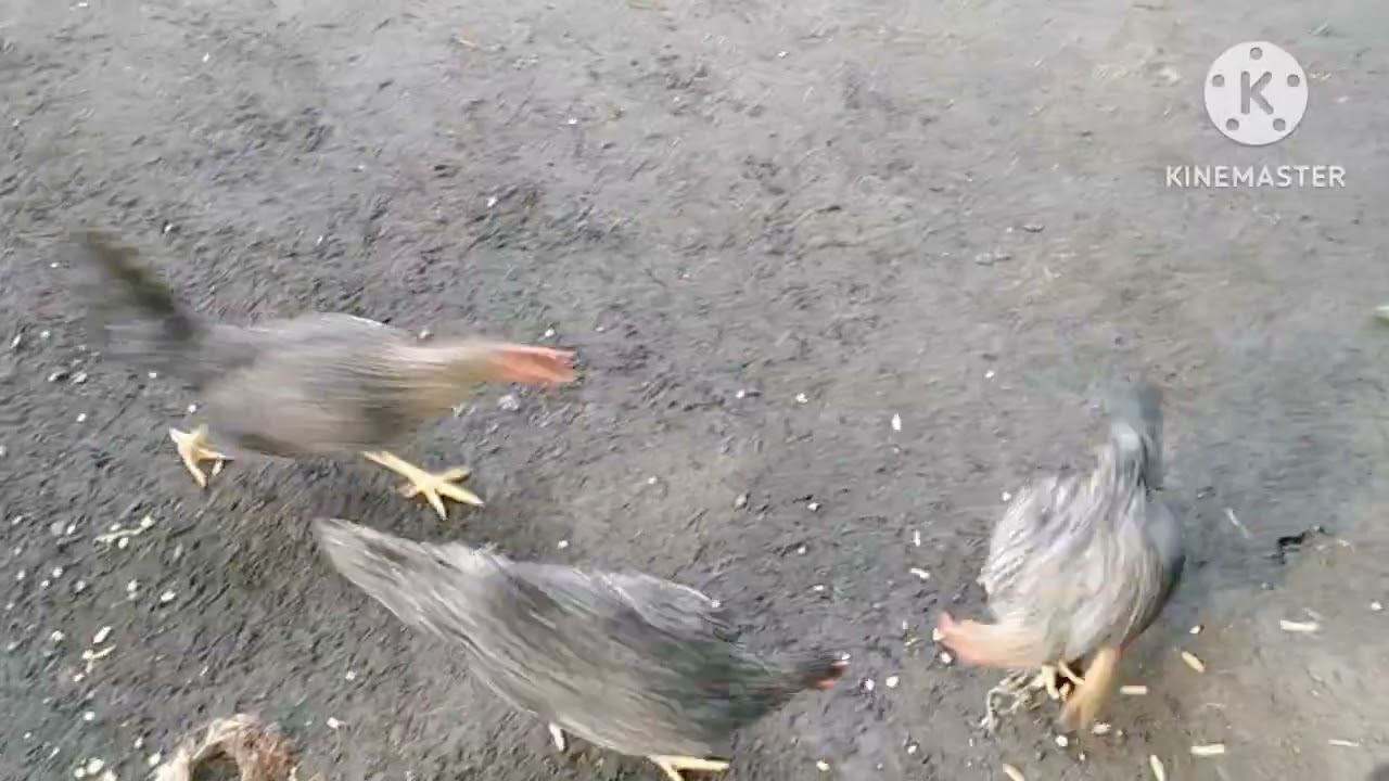 Feeding native chicken. 