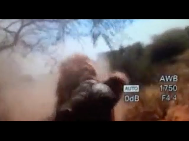 Lion attack Hunter. Best video Ever! Man Eater. Lion hunting videos. Best videos of all time! class=