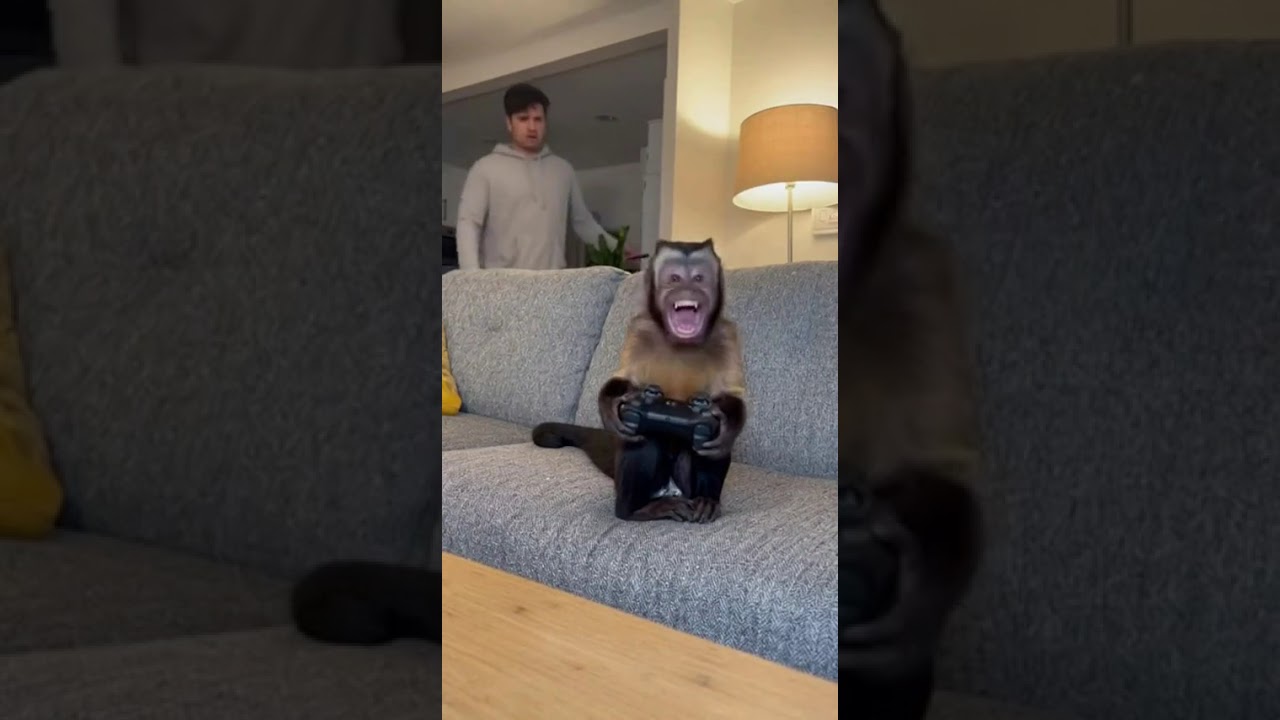 CCTV Caught a Monkey Playing Video Games — And It’s Really Good!