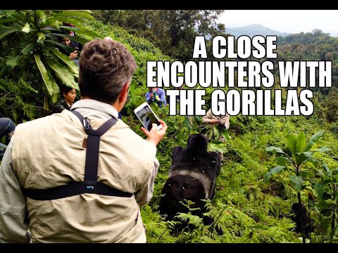 Video: Come fare il Gorilla Trekking in Ruanda