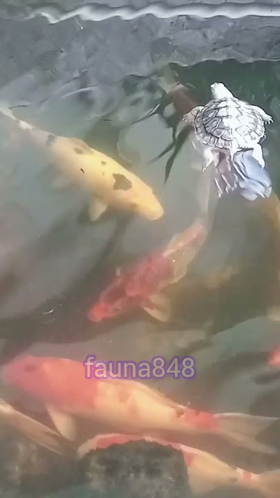 Kura kura mengapung dikerubungi ikan #animals#shorts