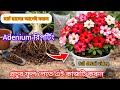 Adenium Repotting Full Guide |🌸বেশি ফুল পেতে এডেনিয়াম রিপটিং করার সঠিক পদ্ধতি👉 #adenium #garden