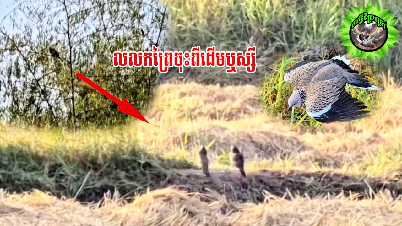 គិតទៅទាក់លលក ល្អមើលត្រង់អ៊ុតនិងតើ🤣