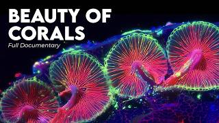 How Corals Create the Most Complex Structures on Earth
