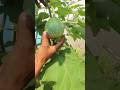 বেগুন চাষে বাম্পার ফলন #agriculture #farmer #shorts