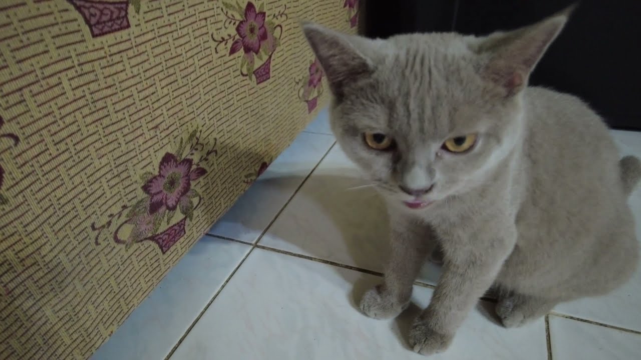 |FEEDING TIME| Boiled Chicken Liver for my Cat| YUMMY FOOD FOR CAT|