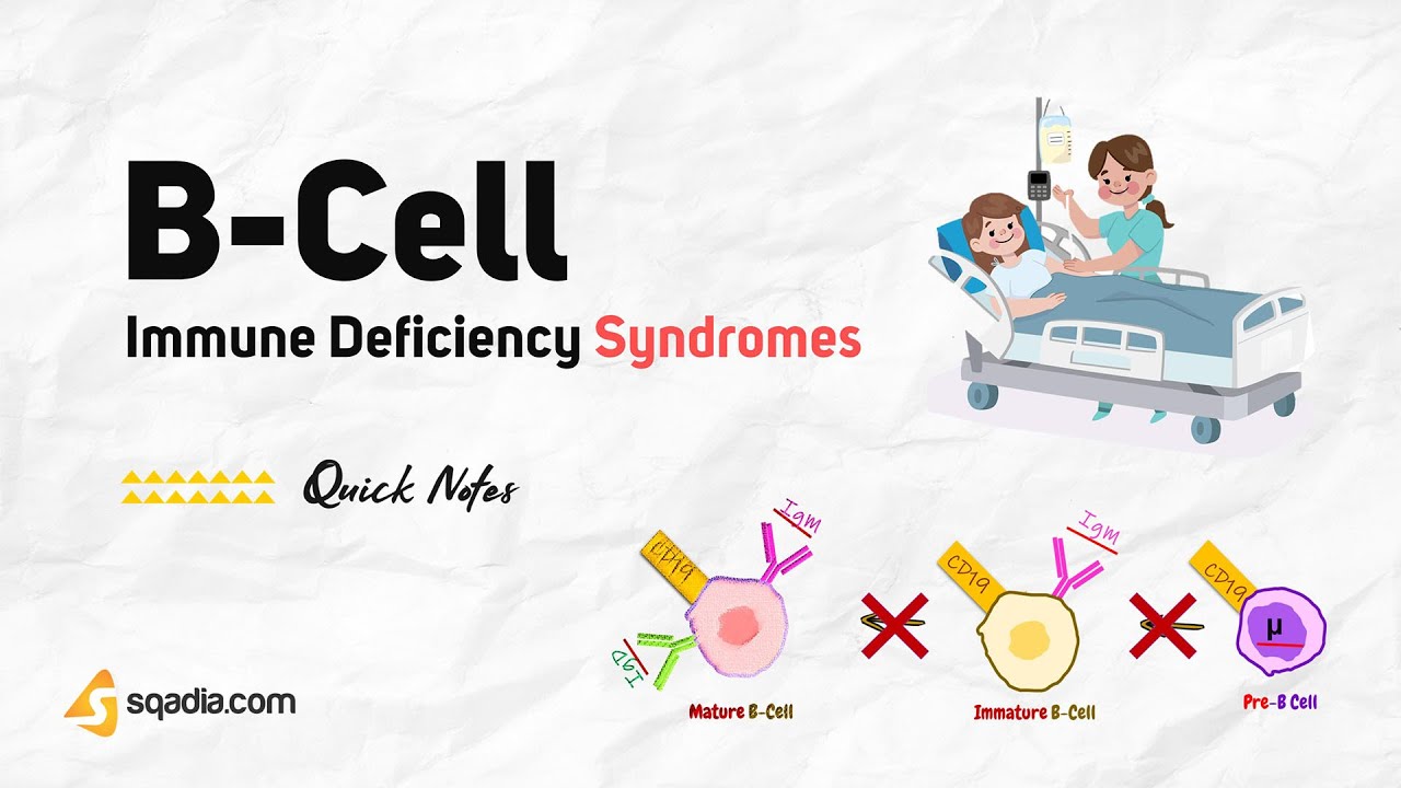 Immune Deficiency Syndromes | B-Cell - YouTube