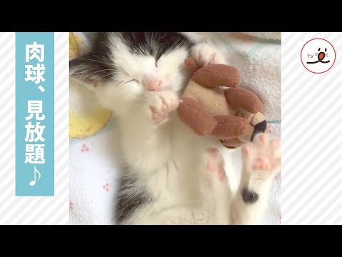 ニャンコがぐっすり眠っている隙に…😚 可愛らしい肉球、見放題🌟【PECO TV】