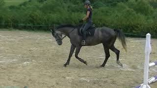 catoo flatwork  ( Catoo x Calido x Capitol) 5j.w.