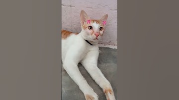Thumbnail of #song #love #coversong #hindisong #bella #cat #whowillbemylifepartnerta #music #lovesongs