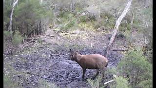 Selected Trail Camera Videos, Part 62