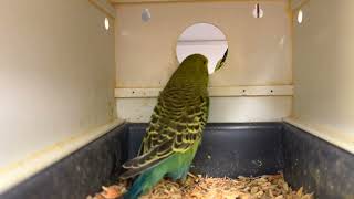 Tip for healthy and fully feathered Chicks. by Budgerigar 1,443 views 2 months ago 7 minutes, 50 seconds