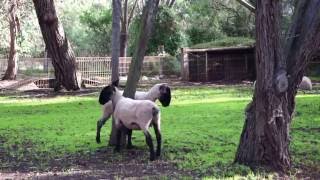 Itchy Sheep after their haircut