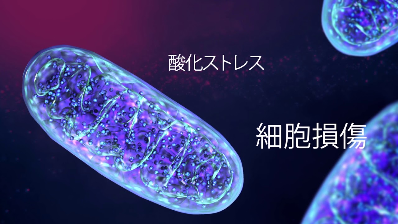 ボディプロTEN 体内のミトコンドリアを実際に増やし細胞の中から細胞を保護するサプリ！