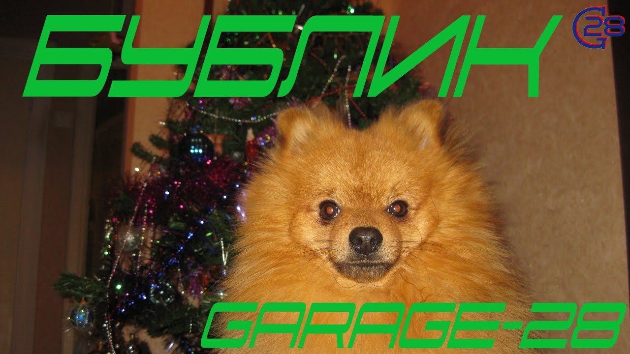 040 БУБЛИК ШПИЦ, ПРОГУЛКА, ВЫПОЛНЕНИЕ КОМАНД, ДРЕССИРОВКА. лайфхаки на море