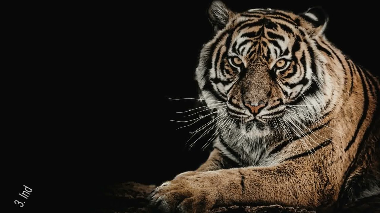 Types of Tigers in The World || Which Species of Tiger is The Biggest ||