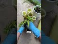 He Turned Banana Stem Waste Into a Pot and Compost 🤯