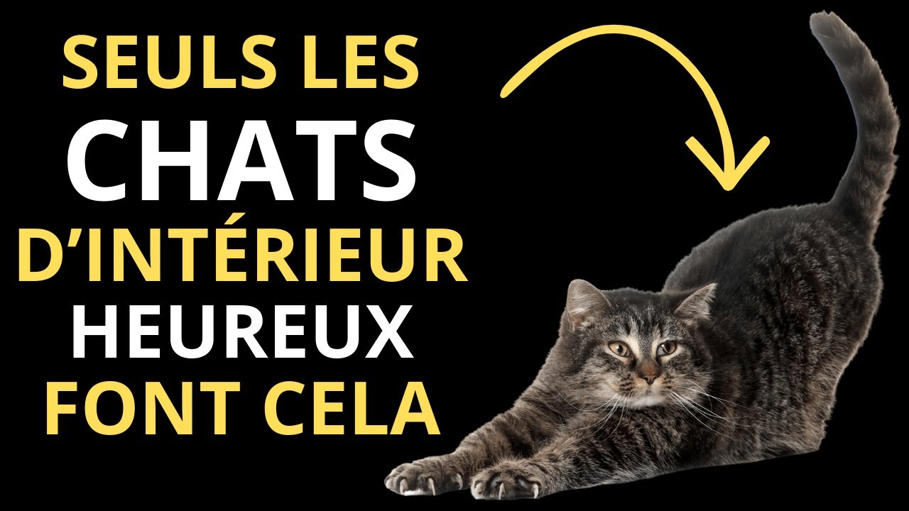 7 signes cachés que votre chat d’intérieur est vraiment heureux et en bonne santé