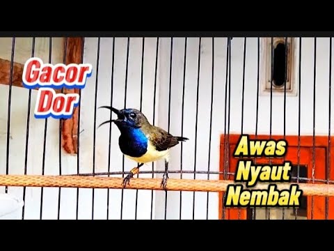 SOGON gacor full pelatuk sampit cocok buat masteran SOGON bahann