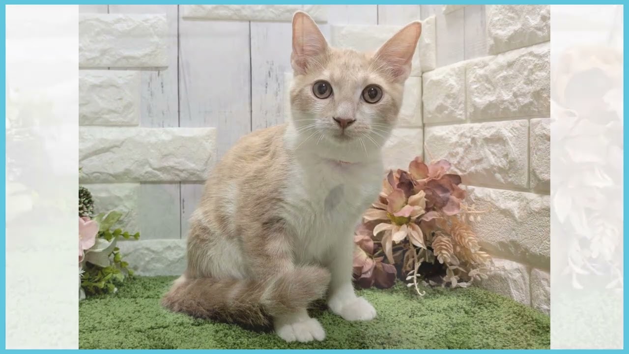 Coo&RIKU No.00740125 マンチカン（長足） - YouTube