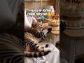 😺🎂Cat birthday celebration🇺🇲😺 #Cat #CuteCat #CatShorts #Kitten #FunnyCat #CuteAnimals