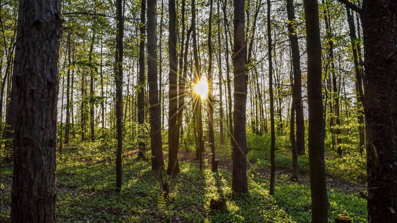[ASMR] Sunset Woods - Relaxing Nature sounds - YouTube