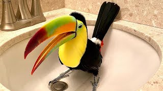This Rescued Toucan Became The Most Curious Bird Ever