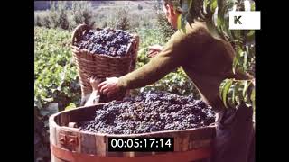 1960s Portugal, Vina Verde Winery, HD from 35mm | Kinolibrary