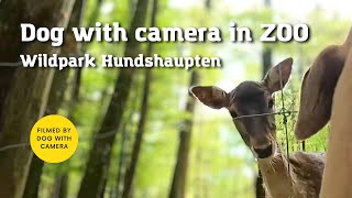 GoPro Face to face Adventure: Dog with camera exploring Wildpark Hundshaupten ZOO by One Dog Show 1,086 views 9 months ago 3 minutes, 45 seconds