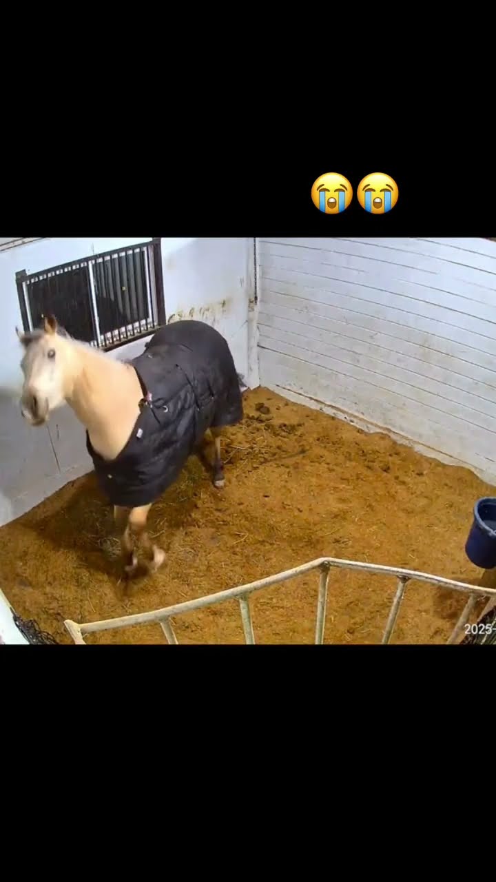Luhh horse bro like yeah you know I got prvnci on