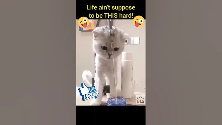 Video 11792251: cats funny fail, laugh funny cat, enjoy funny cats