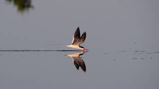 Black Skimmers in Florida by Karen King