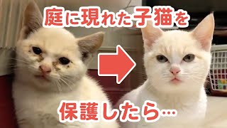 小さいけれど「女王様♡」 突然庭に現れた子猫とワビサビちゃん一家のあたたかな物語