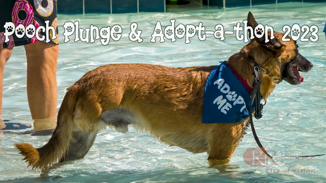 Pooch Plunge  Rio Rancho NM 2023