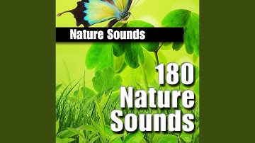 Robin Bird Calls Sound Effects
