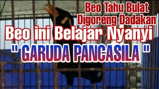 Beo Pintar Bicara Lg Blajar Nyanyi, Beo Lucu, Beo Cerdas, Beo Gacor, Beo Pintar Ngomong, Beo Cerewet