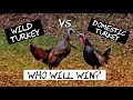 Wild Turkey vs. Domestic Turkey - Who Wins This Backyard Turkey Fight?