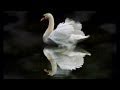 The Swan/Le Cygne (violin) Camille Saint-Saens