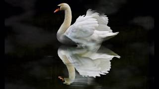 Video thumbnail of "The Swan/Le Cygne  Camille Saint-Saens"