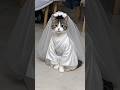 Little Cat