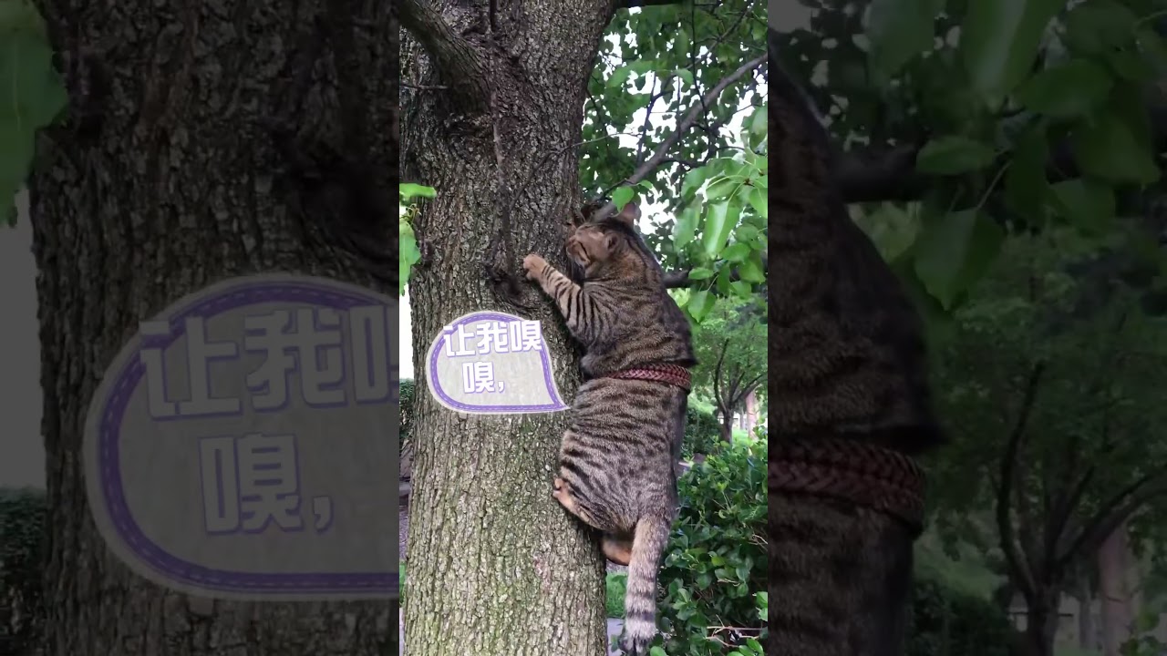 Can a fat cat still climb a tree?