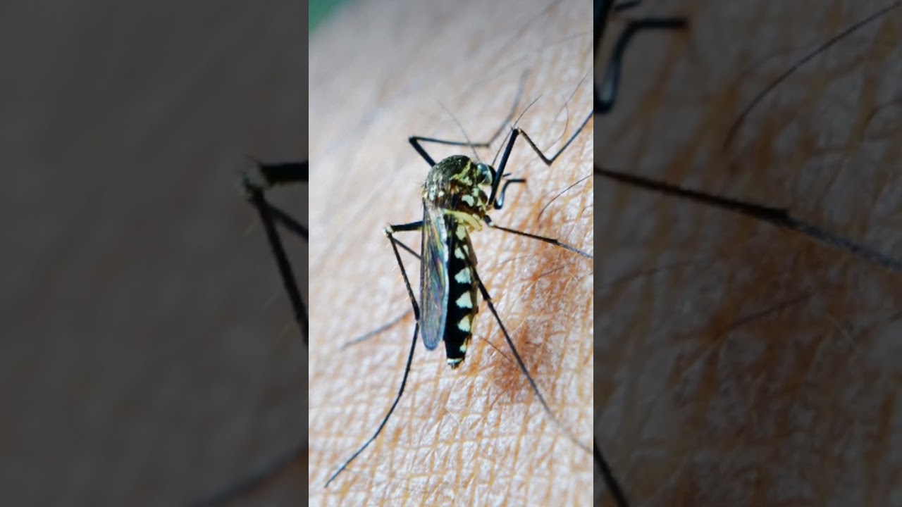 Repelente de mosquitos. Un sonido que te salvará de mosquitos y mosquitos.