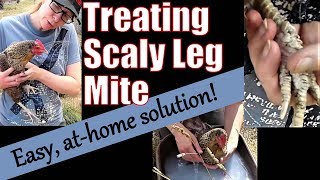 Treating Chickens' Scaly Leg Mite