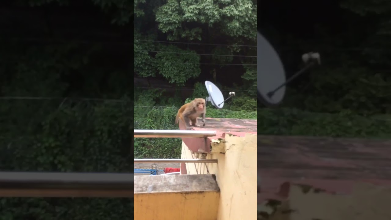 Biscuits 🍪 feeding to Monkey 🐒😊❤️