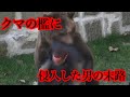 【閲覧注意】クマの檻に侵入した人々３選