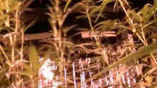 My First Marijuana Grow plus Tips I Have Learned 1of2