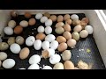 Инкубация куриных яиц #2 - как увеличить производительность инкубатора.