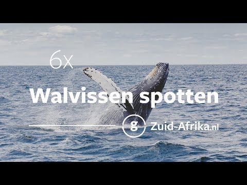 Video: Scandinavië's beste plekken om walvissen te spotten